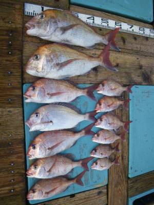 磯部釣船 直栄丸 釣果