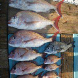 磯部釣船 直栄丸 釣果