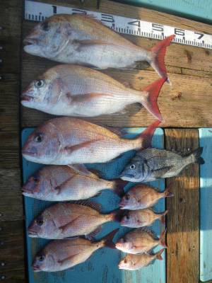 磯部釣船 直栄丸 釣果