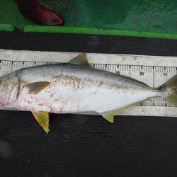 海宝丸　島根 釣果