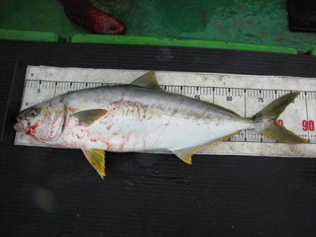 海宝丸　島根 釣果