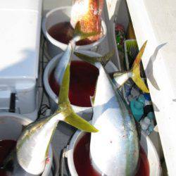 Aquanaut(アクアノート) 釣果