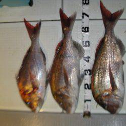 Aquanaut(アクアノート) 釣果