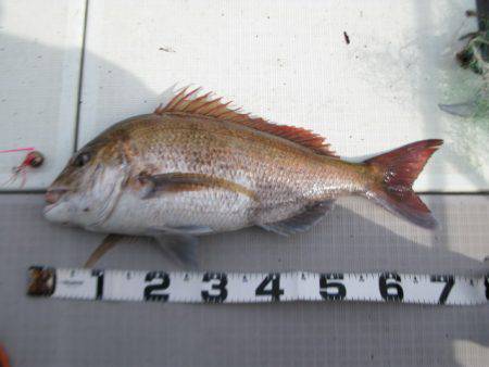 Aquanaut（アクアノート） 釣果