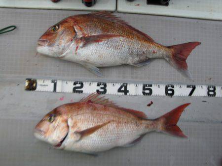 Aquanaut(アクアノート) 釣果