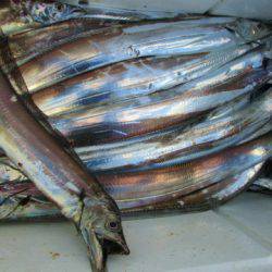 フィッシングガイド とちぎ 釣果