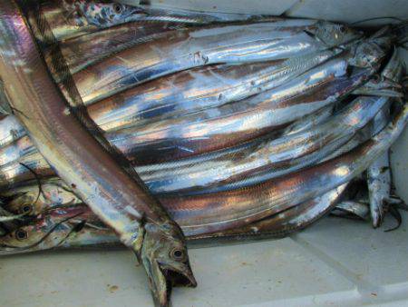 フィッシングガイド とちぎ 釣果