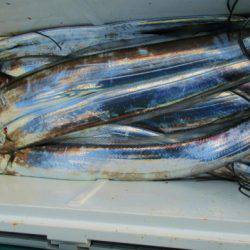 フィッシングガイド とちぎ 釣果