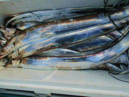 フィッシングガイド とちぎ 釣果