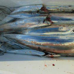 フィッシングガイド とちぎ 釣果