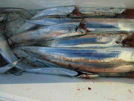 フィッシングガイド とちぎ 釣果