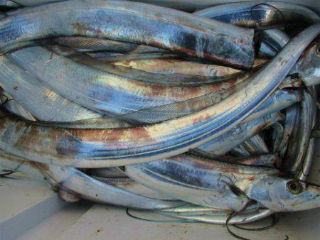 フィッシングガイド とちぎ 釣果