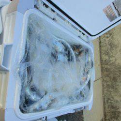 フィッシングガイド とちぎ 釣果