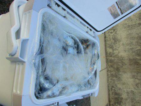 フィッシングガイド とちぎ 釣果