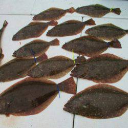 フィッシングガイド とちぎ 釣果