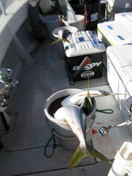 Aquanaut(アクアノート) 釣果