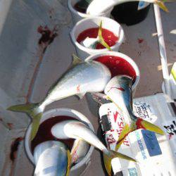 Aquanaut(アクアノート) 釣果