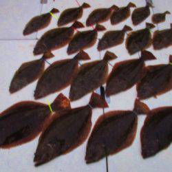 フィッシングガイド とちぎ 釣果