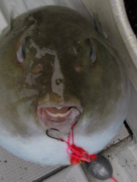 Aquanaut(アクアノート) 釣果