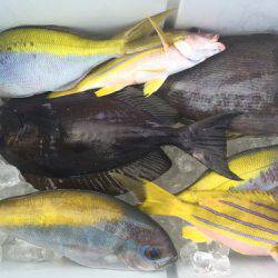 群星・むるぶし 釣果