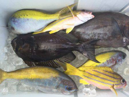 群星・むるぶし 釣果