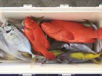 群星・むるぶし 釣果