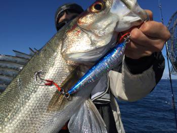 シーモンキー 釣果