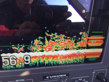 シーモンキー 釣果