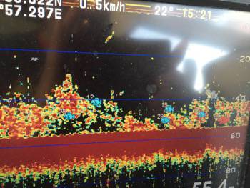 シーモンキー 釣果