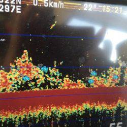 シーモンキー 釣果