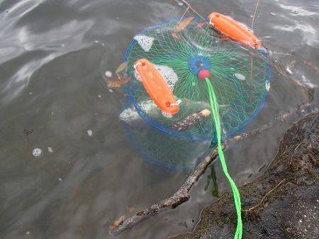 志高湖フィッシング 釣果