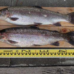 志高湖フィッシング 釣果