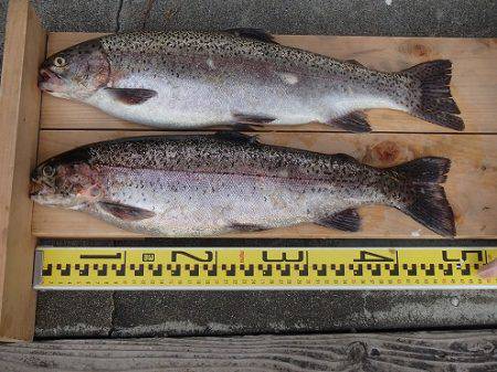 志高湖フィッシング 釣果