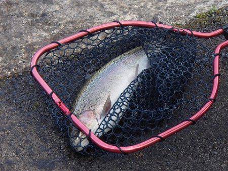 志高湖フィッシング 釣果