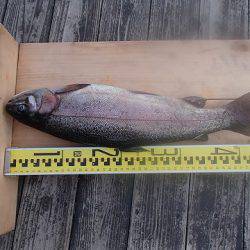 志高湖フィッシング 釣果