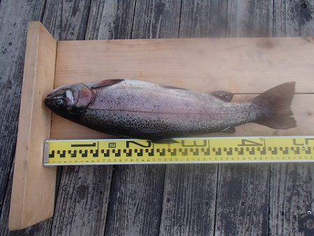 志高湖フィッシング 釣果