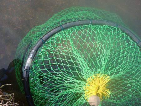 志高湖フィッシング 釣果