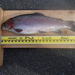 志高湖フィッシング 釣果