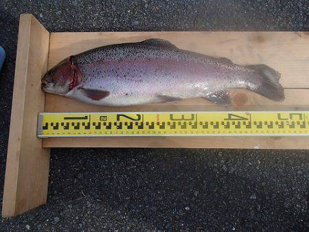 志高湖フィッシング 釣果