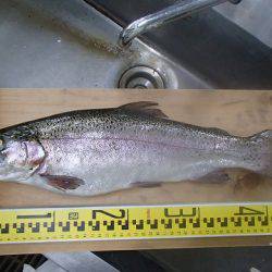 志高湖フィッシング 釣果