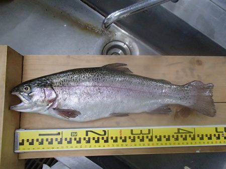 志高湖フィッシング 釣果