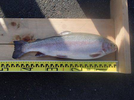 志高湖フィッシング 釣果