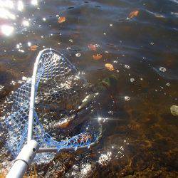 志高湖フィッシング 釣果