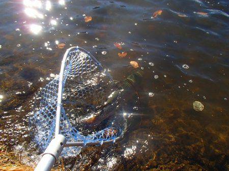 志高湖フィッシング 釣果