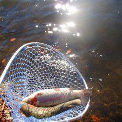 志高湖フィッシング 釣果