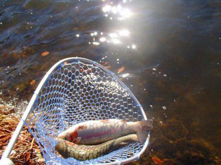 志高湖フィッシング 釣果