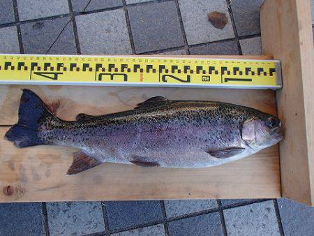 志高湖フィッシング 釣果