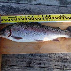 志高湖フィッシング 釣果