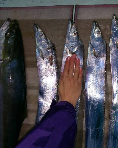 火遠理丸（ほおりまる） 釣果