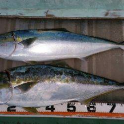 火遠理丸（ほおりまる） 釣果